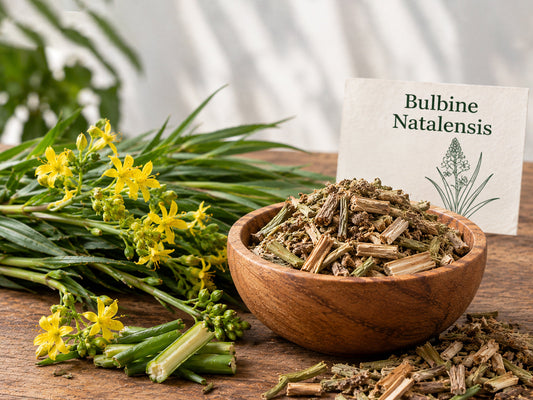 Bulbine Natalensis