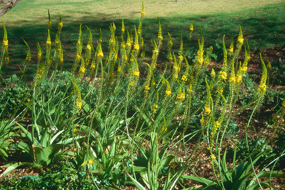 Bulbine Natalensis