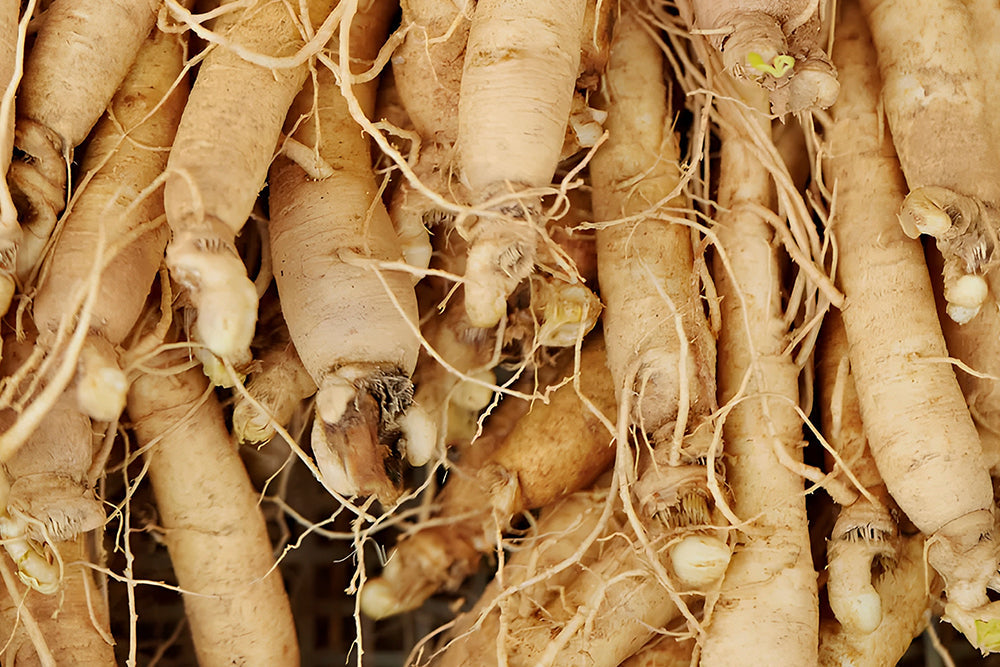 Ginseng (Korean Red Ginseng)