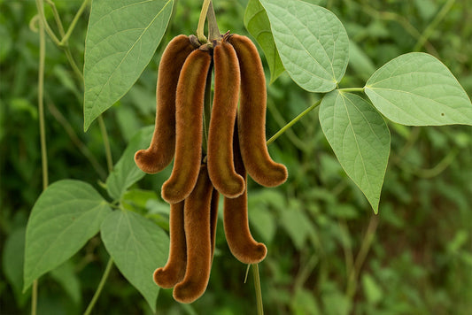 Velvet Bean